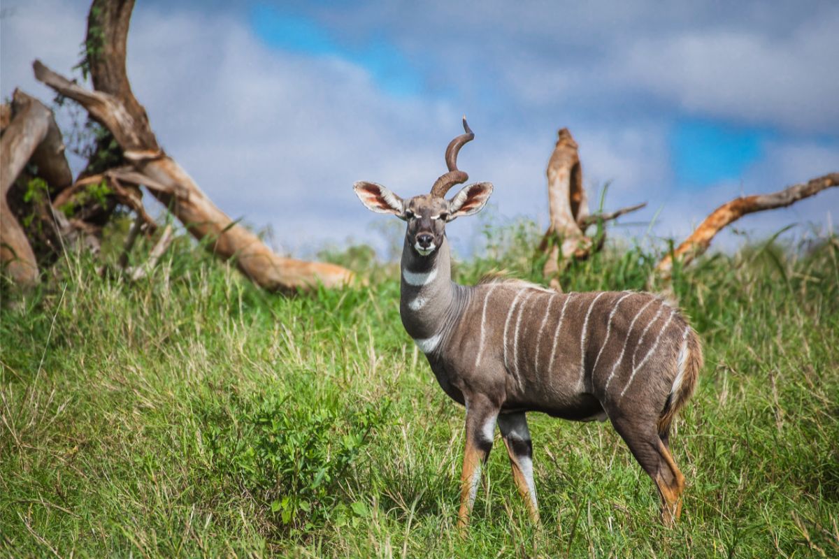 Lesser Kudu