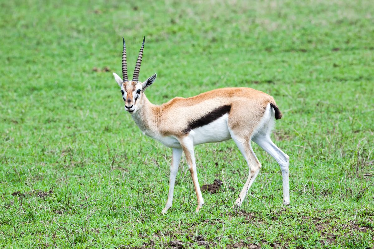 Thomson's Gazelle
