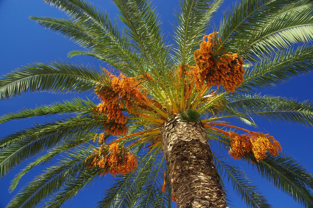 The Wild Date Palm