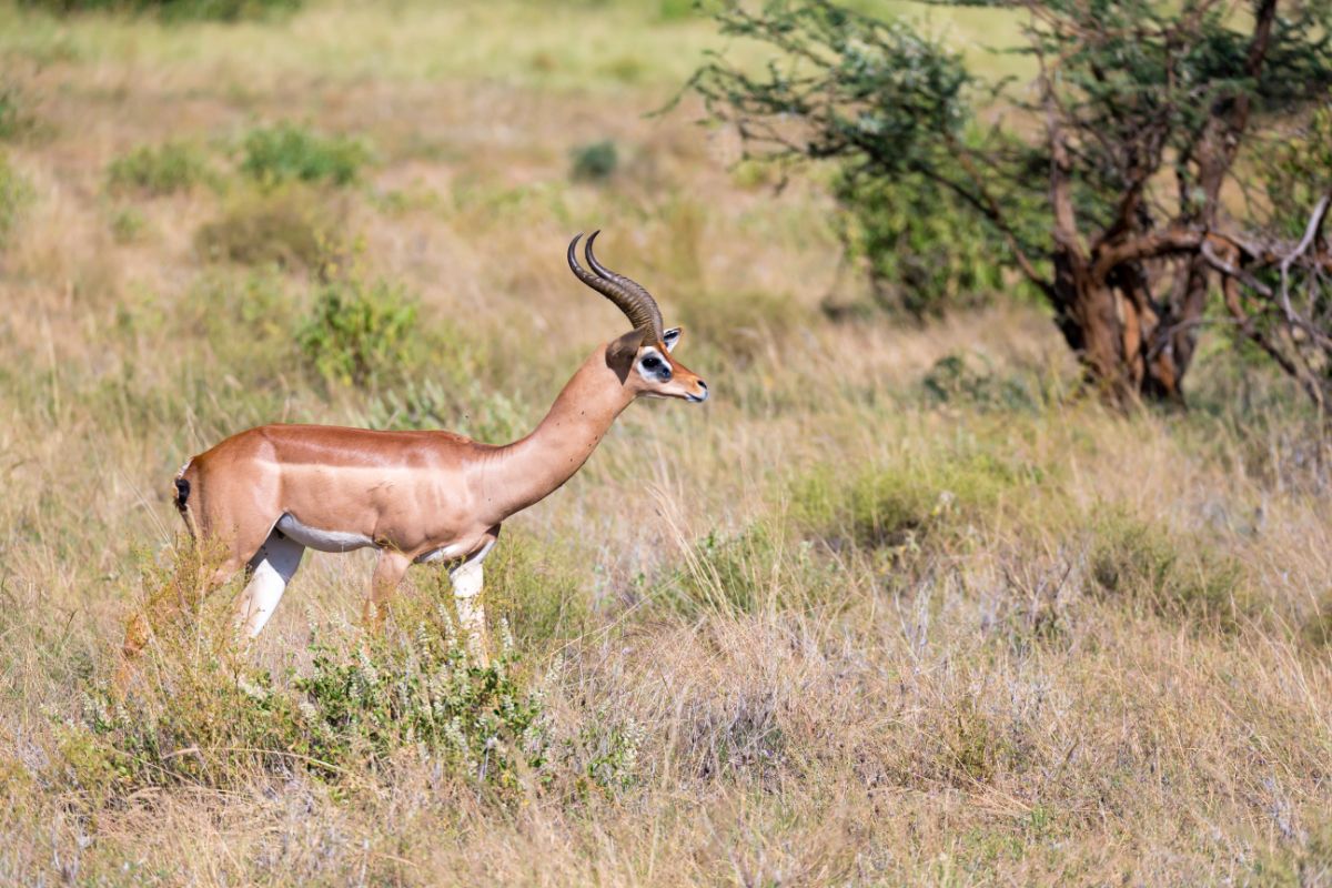 Gerenuk